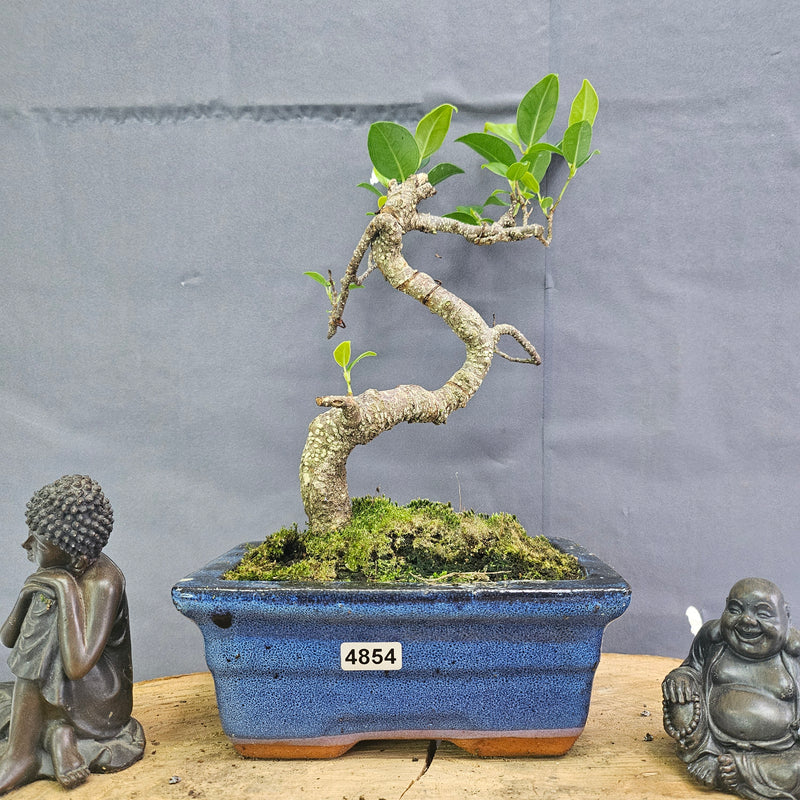 Clearance: Ficus Microcarpa (Banyan Fig) Indoor Bonsai Tree | Shaped | In 15cm Pot