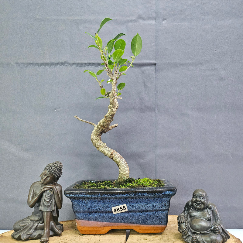 Clearance: Ficus Microcarpa (Banyan Fig) Indoor Bonsai Tree | Shaped | In 15cm Pot