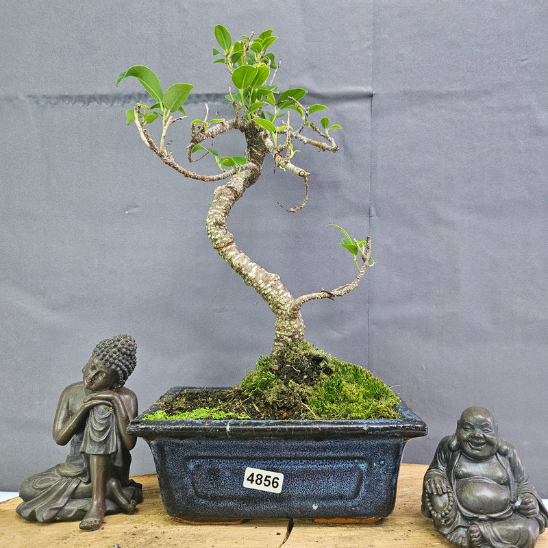 Clearance: Ficus Microcarpa (Banyan Fig) Indoor Bonsai Tree | Shaped | In 15cm Pot