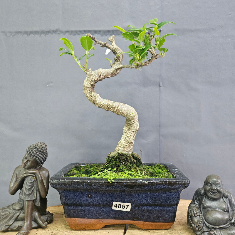 Clearance: Ficus Microcarpa (Banyan Fig) Indoor Bonsai Tree | Shaped | In 15cm Pot