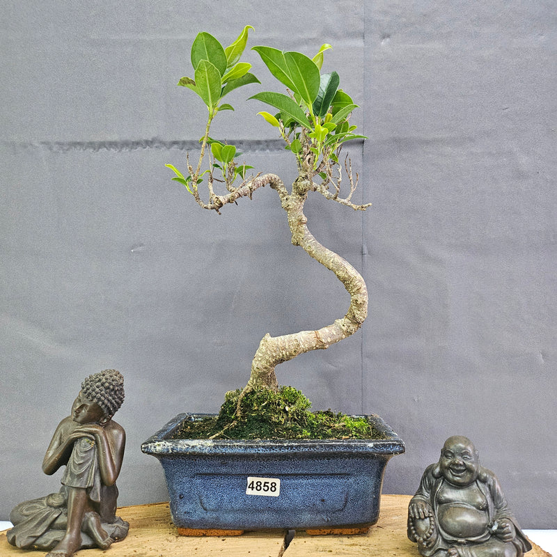 Clearance: Ficus Microcarpa (Banyan Fig) Indoor Bonsai Tree | Shaped | In 15cm Pot