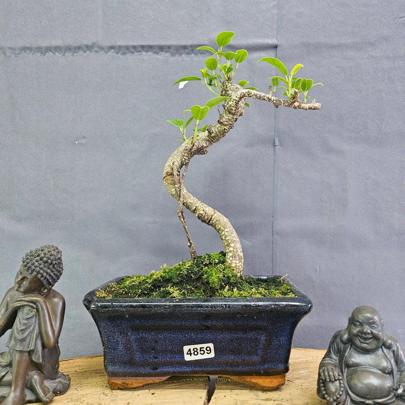 Clearance: Ficus Microcarpa (Banyan Fig) Indoor Bonsai Tree | Shaped | In 15cm Pot