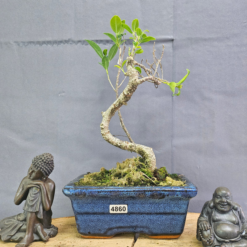 Clearance: Ficus Microcarpa (Banyan Fig) Indoor Bonsai Tree | Shaped | In 15cm Pot