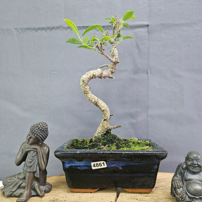 Clearance: Ficus Microcarpa (Banyan Fig) Indoor Bonsai Tree | Shaped | In 15cm Pot