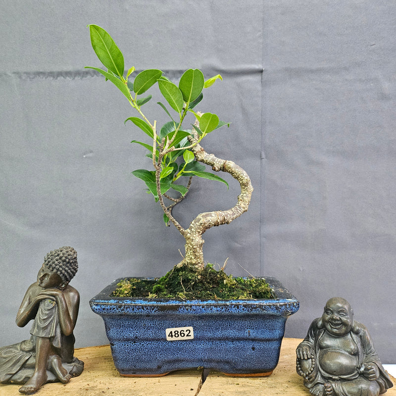 Clearance: Ficus Microcarpa (Banyan Fig) Indoor Bonsai Tree | Shaped | In 15cm Pot