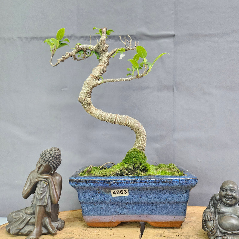 Clearance: Ficus Microcarpa (Banyan Fig) Indoor Bonsai Tree | Shaped | In 15cm Pot