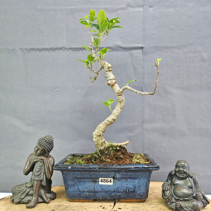 Clearance: Ficus Microcarpa (Banyan Fig) Indoor Bonsai Tree | Shaped | In 15cm Pot