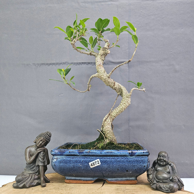 Clearance: Ficus Microcarpa (Banyan Fig) Indoor Bonsai Tree | Shaped | In 20cm Pot