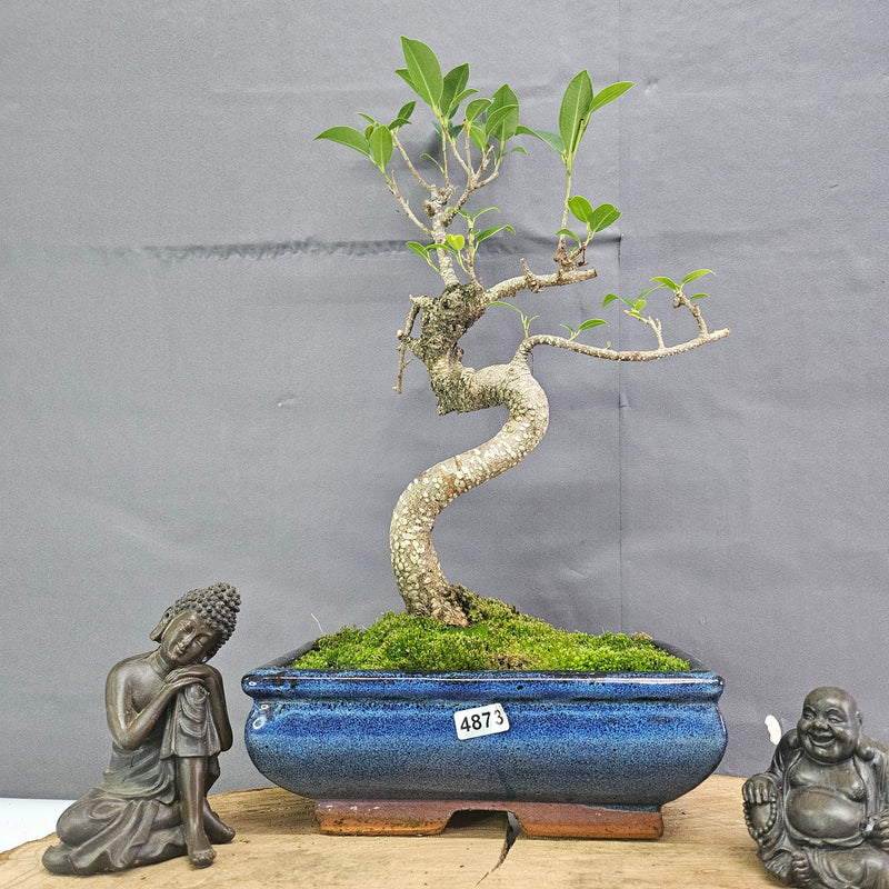 Clearance: Ficus Microcarpa (Banyan Fig) Indoor Bonsai Tree | Shaped | In 20cm Pot