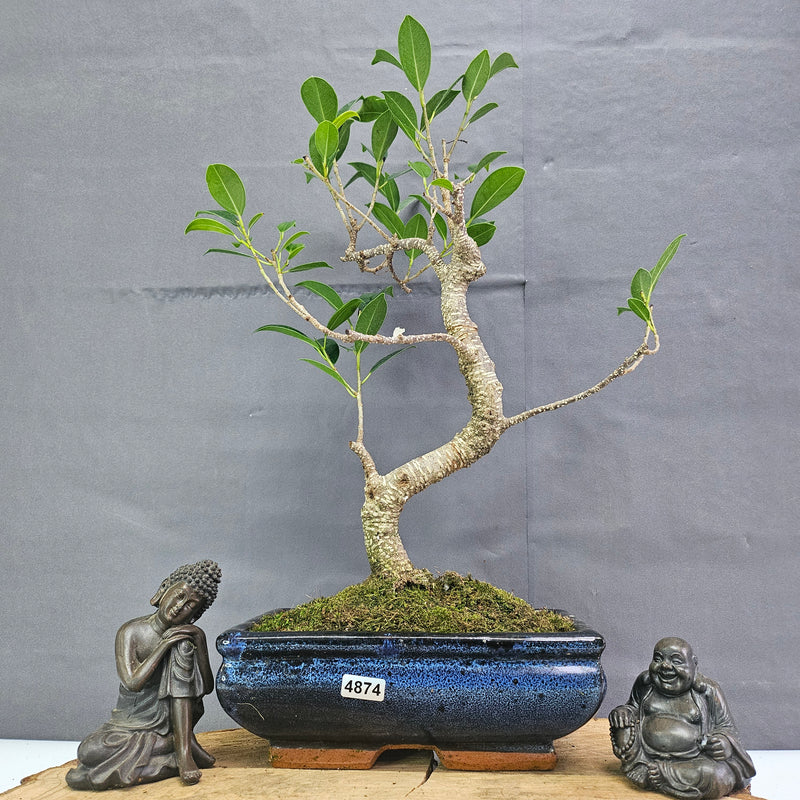 Clearance: Ficus Microcarpa (Banyan Fig) Indoor Bonsai Tree | Shaped | In 20cm Pot