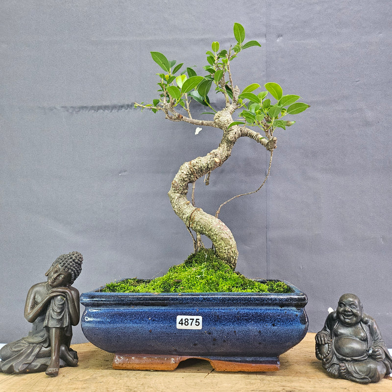 Clearance: Ficus Microcarpa (Banyan Fig) Indoor Bonsai Tree | Shaped | In 20cm Pot