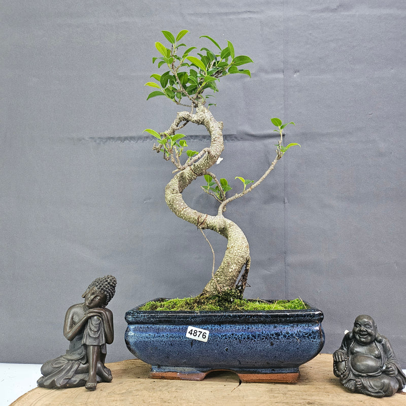 Clearance: Ficus Microcarpa (Banyan Fig) Indoor Bonsai Tree | Shaped | In 20cm Pot