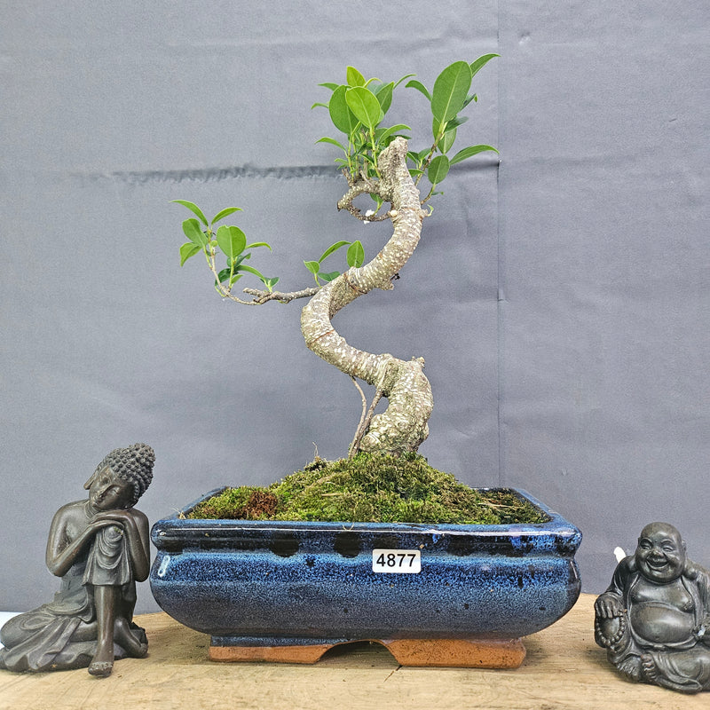 Clearance: Ficus Microcarpa (Banyan Fig) Indoor Bonsai Tree | Shaped | In 20cm Pot