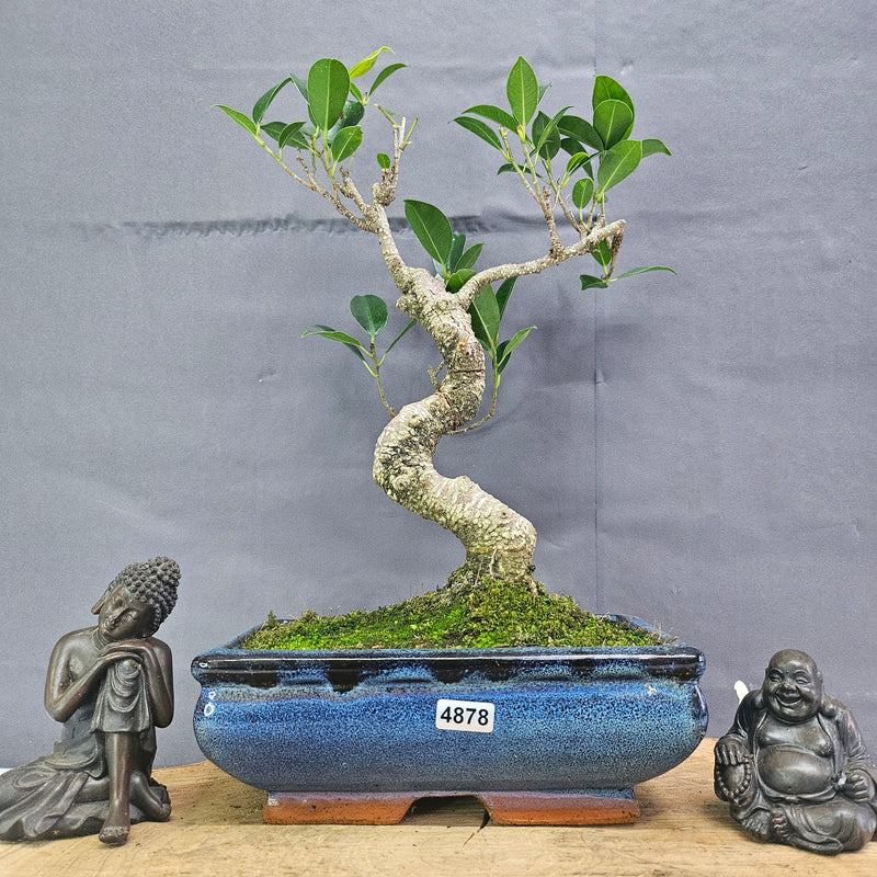 Clearance: Ficus Microcarpa (Banyan Fig) Indoor Bonsai Tree | Shaped | In 20cm Pot