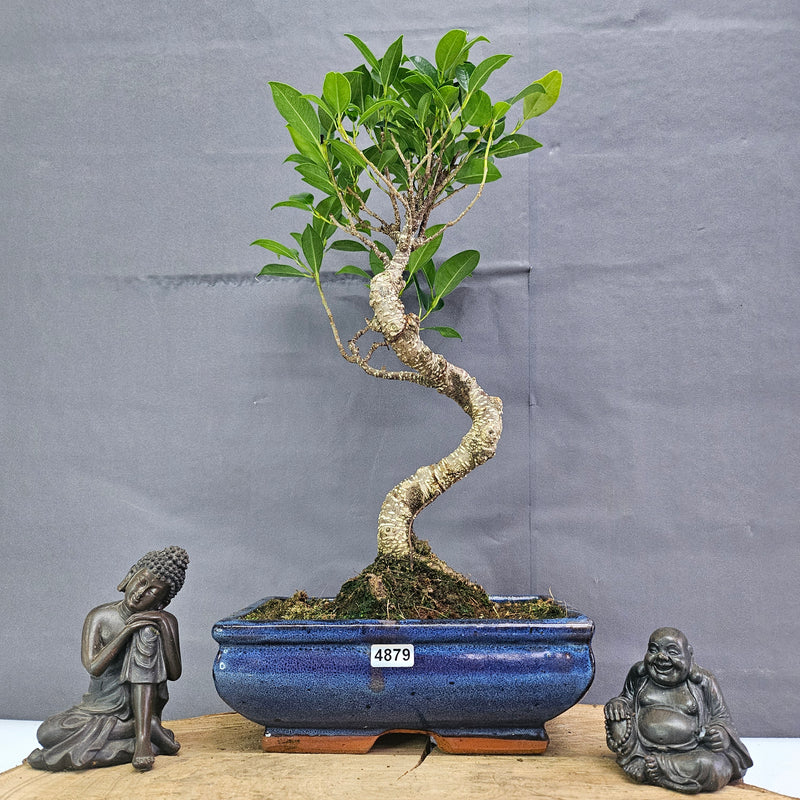 Clearance: Ficus Microcarpa (Banyan Fig) Indoor Bonsai Tree | Shaped | In 20cm Pot