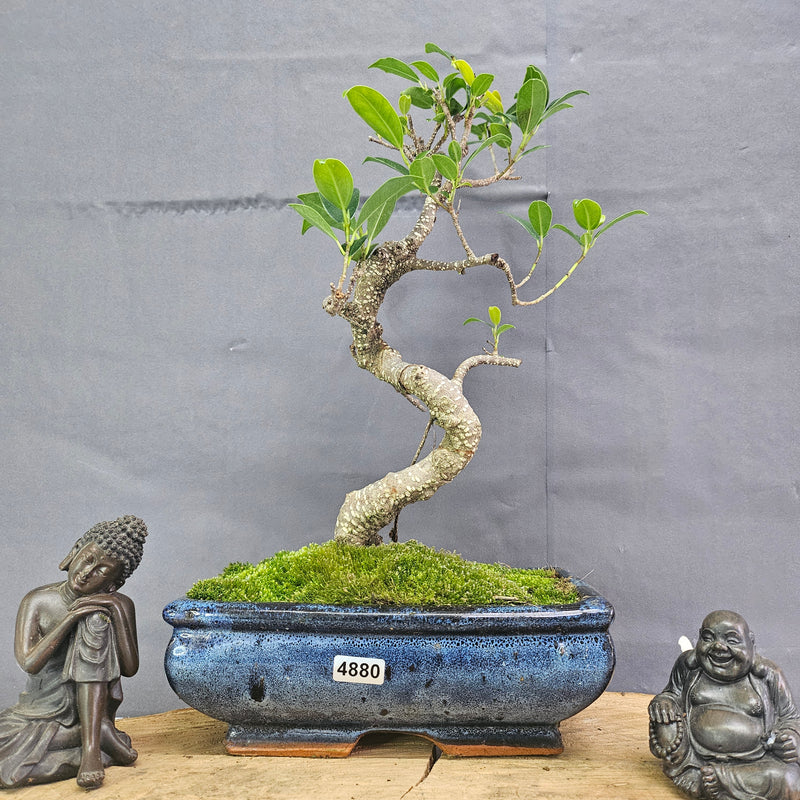 Clearance: Ficus Microcarpa (Banyan Fig) Indoor Bonsai Tree | Shaped | In 20cm Pot