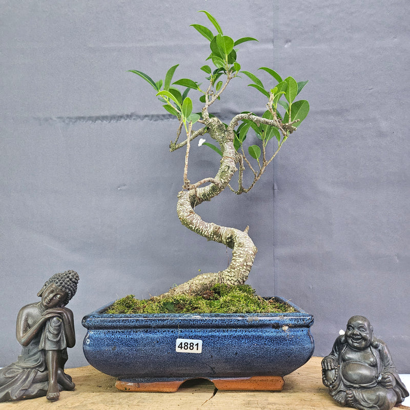 Clearance: Ficus Microcarpa (Banyan Fig) Indoor Bonsai Tree | Shaped | In 20cm Pot