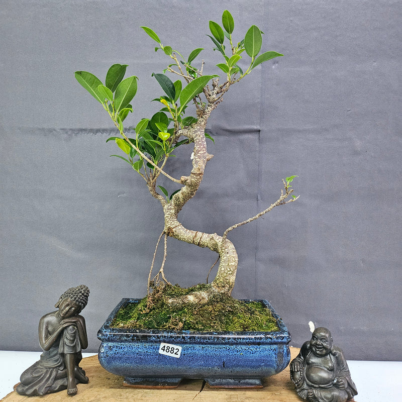 Clearance: Ficus Microcarpa (Banyan Fig) Indoor Bonsai Tree | Shaped | In 20cm Pot