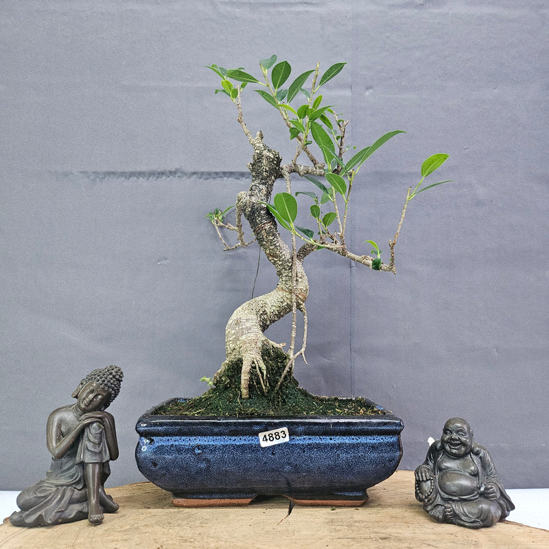 Clearance: Ficus Microcarpa (Banyan Fig) Indoor Bonsai Tree | Shaped | In 20cm Pot