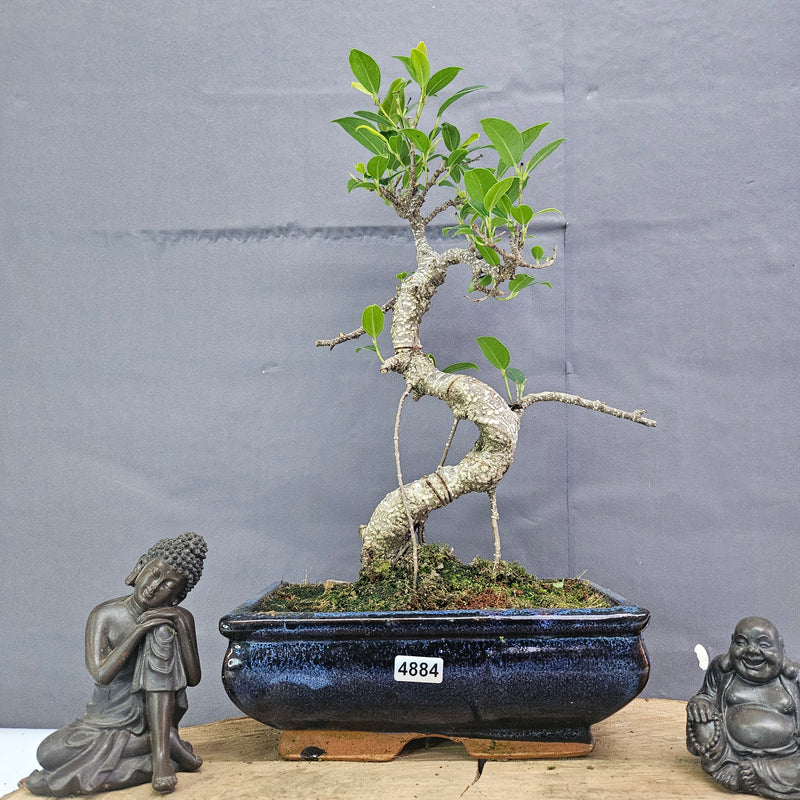 Clearance: Ficus Microcarpa (Banyan Fig) Indoor Bonsai Tree | Shaped | In 20cm Pot