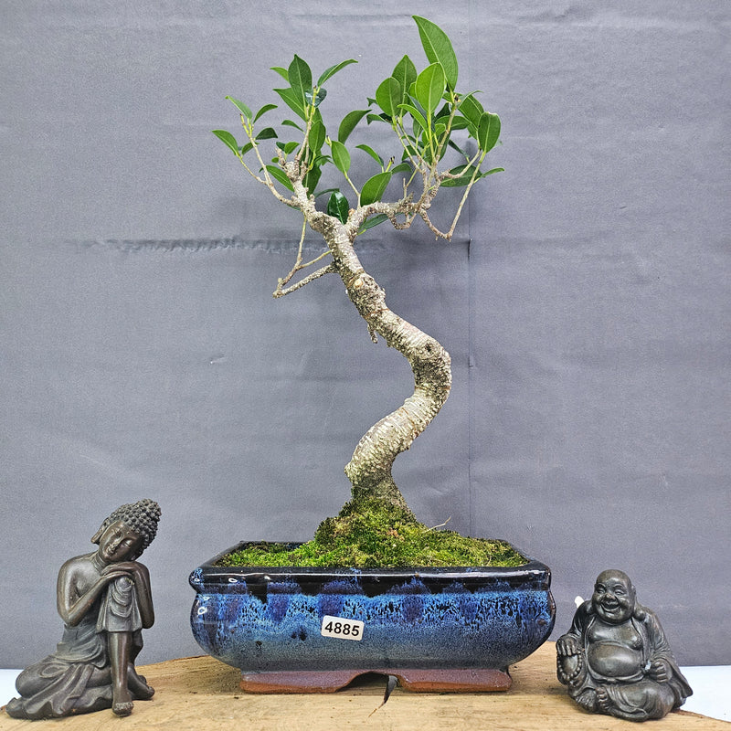 Clearance: Ficus Microcarpa (Banyan Fig) Indoor Bonsai Tree | Shaped | In 20cm Pot