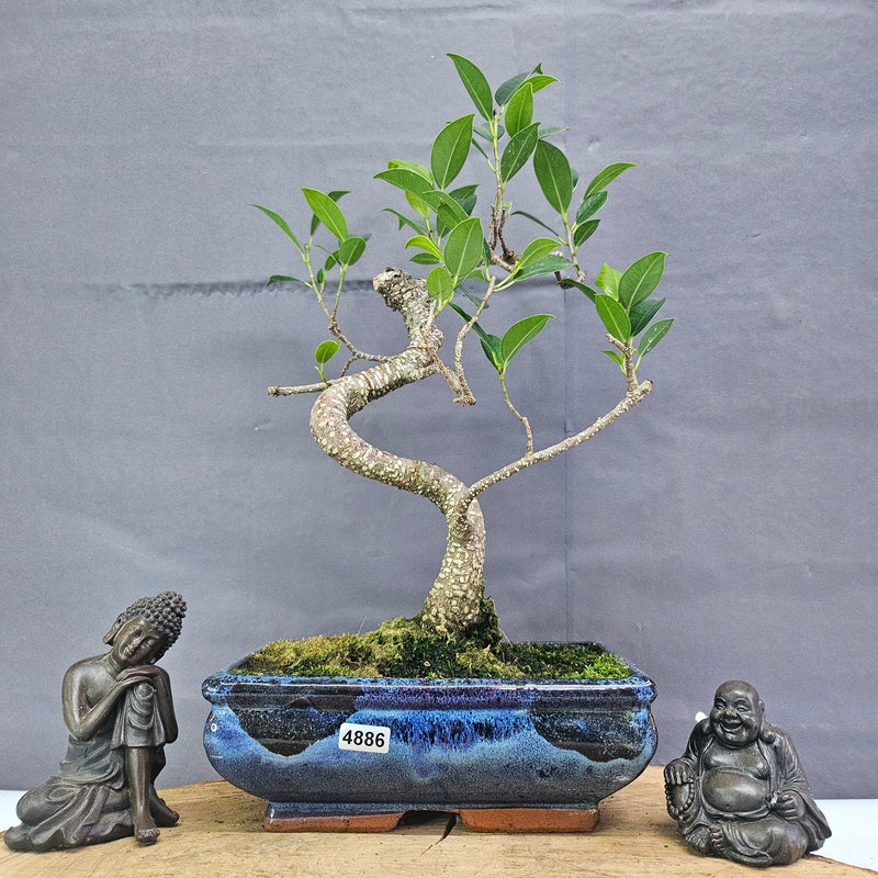 Clearance: Ficus Microcarpa (Banyan Fig) Indoor Bonsai Tree | Shaped | In 20cm Pot