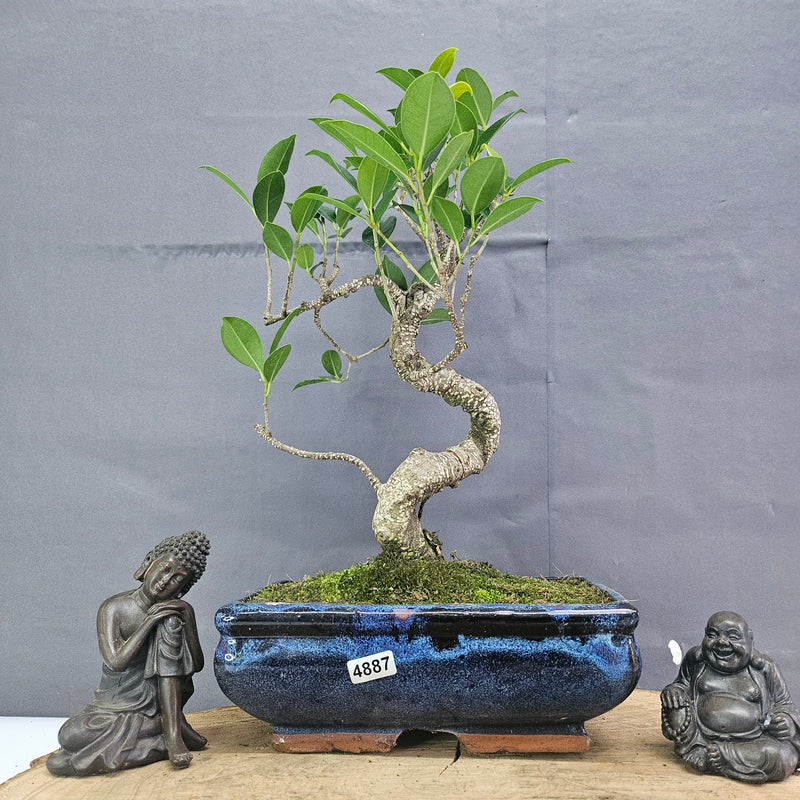 Clearance: Ficus Microcarpa (Banyan Fig) Indoor Bonsai Tree | Shaped | In 20cm Pot