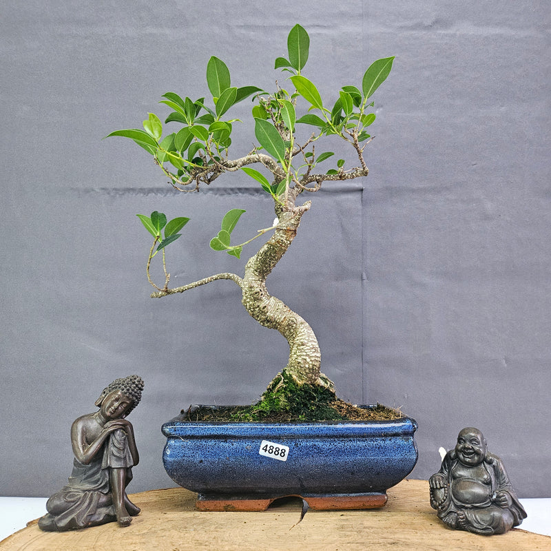 Clearance: Ficus Microcarpa (Banyan Fig) Indoor Bonsai Tree | Shaped | In 20cm Pot