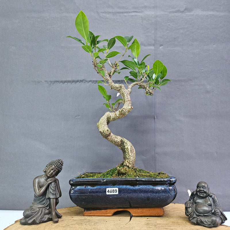 Clearance: Ficus Microcarpa (Banyan Fig) Indoor Bonsai Tree | Shaped | In 20cm Pot