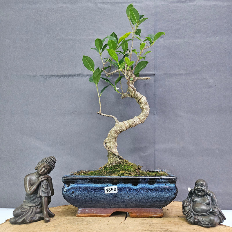 Clearance: Ficus Microcarpa (Banyan Fig) Indoor Bonsai Tree | Shaped | In 20cm Pot