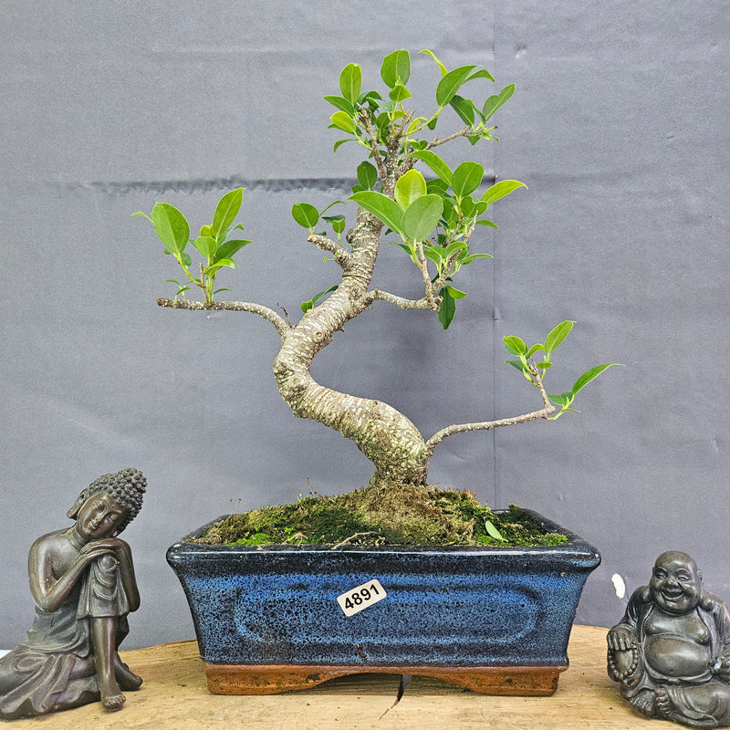 Clearance: Ficus Microcarpa (Banyan Fig) Indoor Bonsai Tree | Shaped | In 20cm Pot