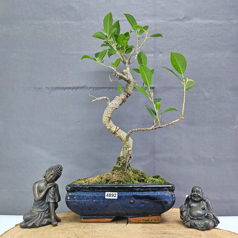 Clearance: Ficus Microcarpa (Banyan Fig) Indoor Bonsai Tree | Shaped | In 20cm Pot