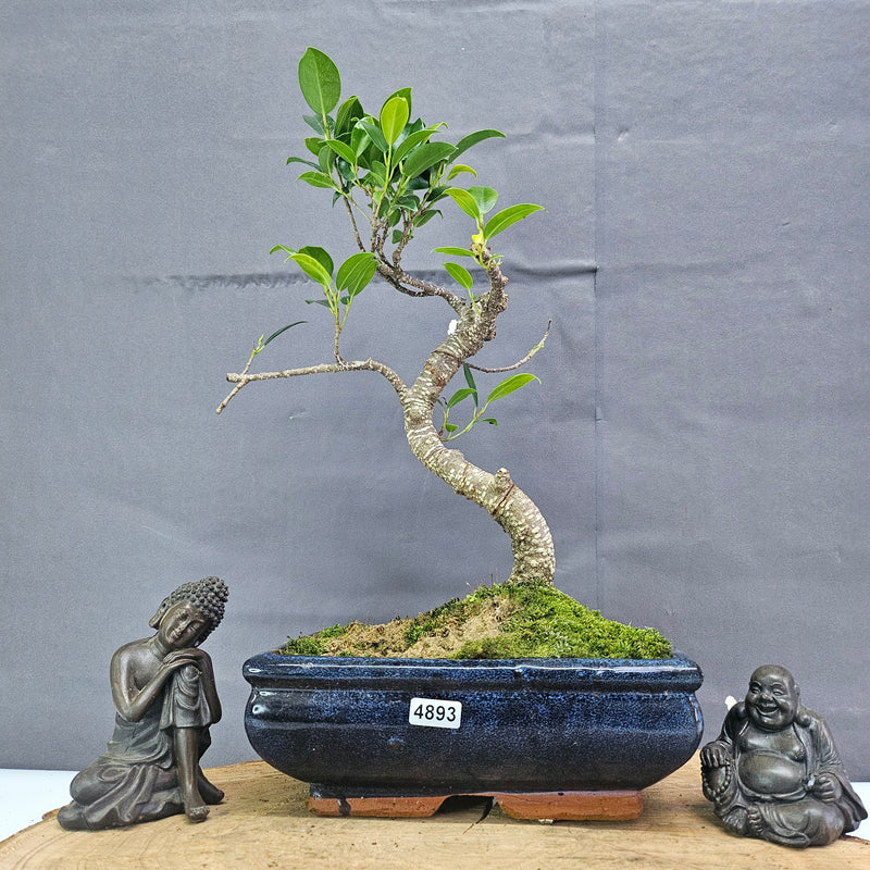 Clearance: Ficus Microcarpa (Banyan Fig) Indoor Bonsai Tree | Shaped | In 20cm Pot