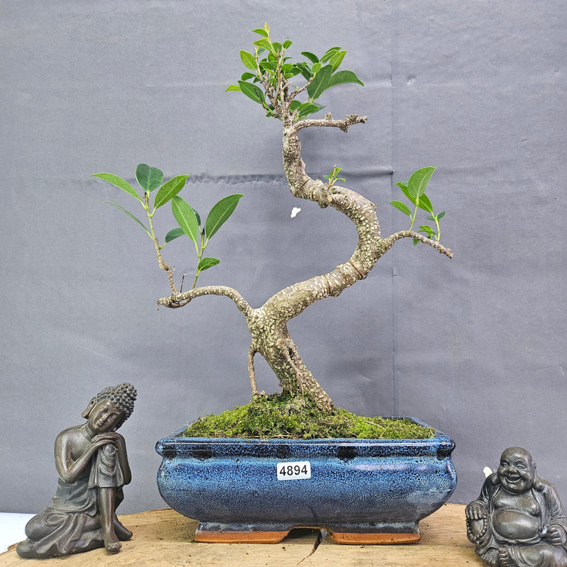 Clearance: Ficus Microcarpa (Banyan Fig) Indoor Bonsai Tree | Shaped | In 20cm Pot