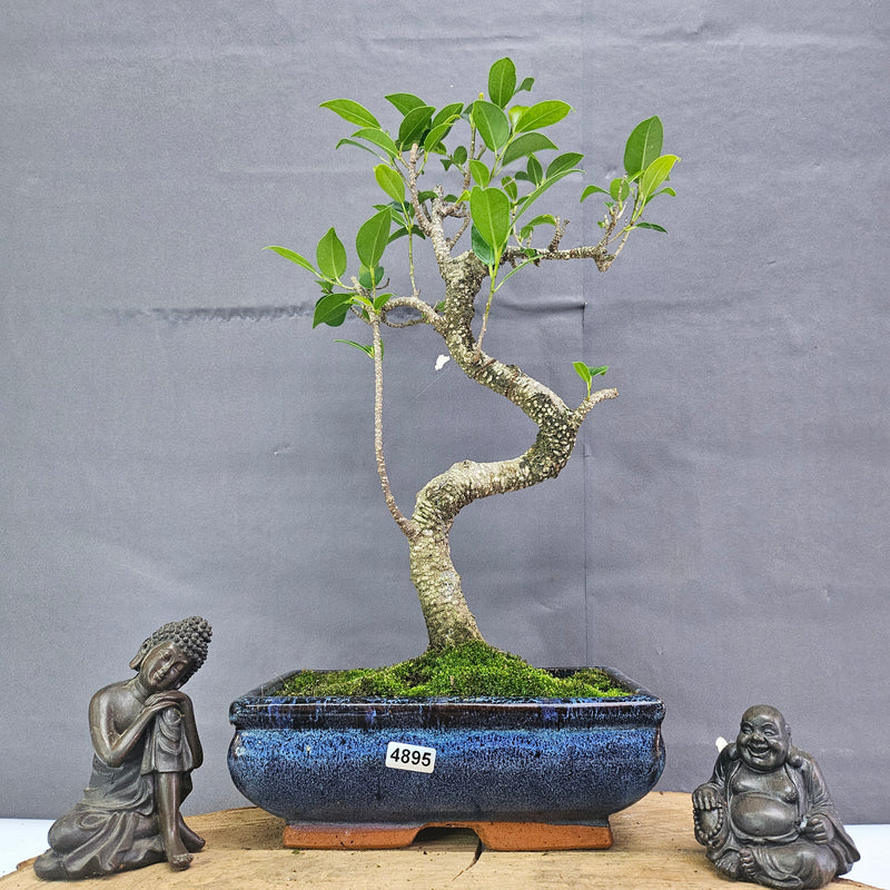 Clearance: Ficus Microcarpa (Banyan Fig) Indoor Bonsai Tree | Shaped | In 20cm Pot