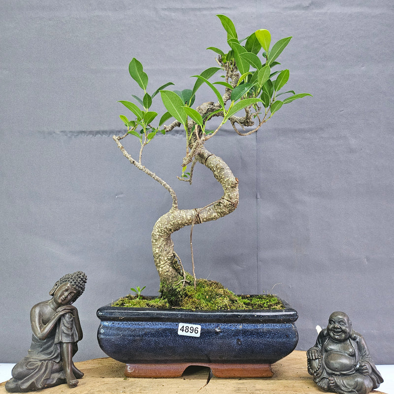 Clearance: Ficus Microcarpa (Banyan Fig) Indoor Bonsai Tree | Shaped | In 20cm Pot