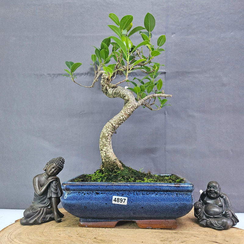 Clearance: Ficus Microcarpa (Banyan Fig) Indoor Bonsai Tree | Shaped | In 20cm Pot