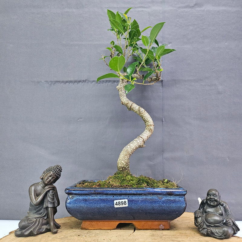 Clearance: Ficus Microcarpa (Banyan Fig) Indoor Bonsai Tree | Shaped | In 20cm Pot