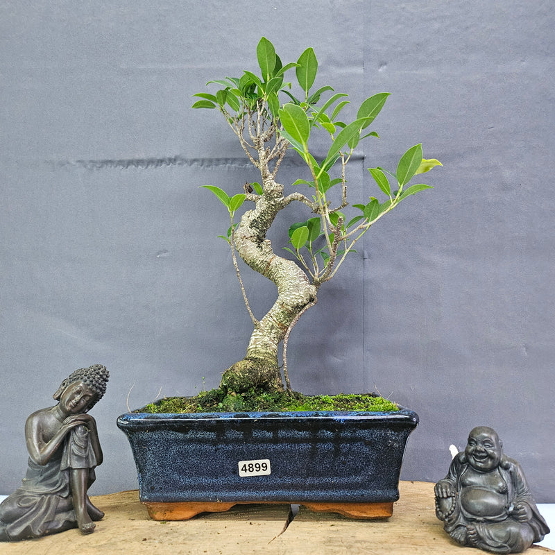 Clearance: Ficus Microcarpa (Banyan Fig) Indoor Bonsai Tree | Shaped | In 20cm Pot