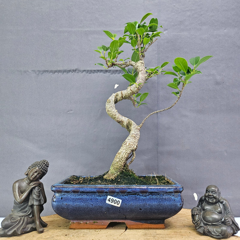 Clearance: Ficus Microcarpa (Banyan Fig) Indoor Bonsai Tree | Shaped | In 20cm Pot