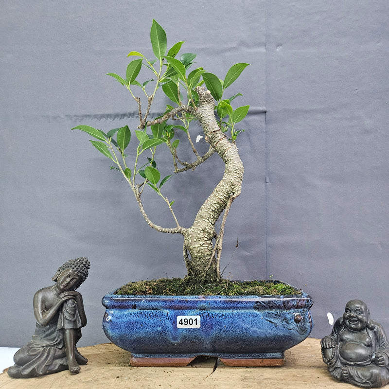 Clearance: Ficus Microcarpa (Banyan Fig) Indoor Bonsai Tree | Shaped | In 20cm Pot