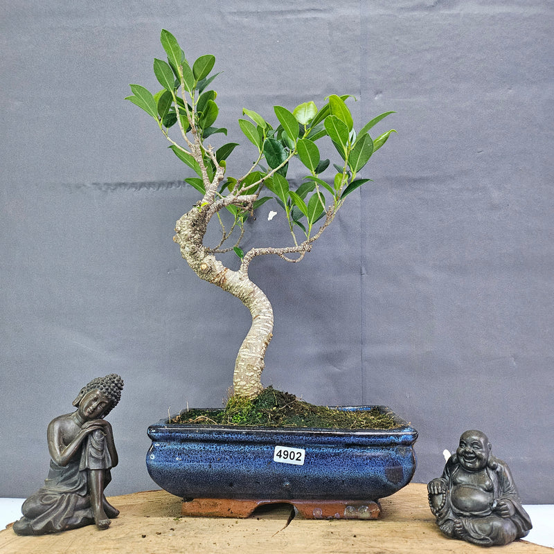 Clearance: Ficus Microcarpa (Banyan Fig) Indoor Bonsai Tree | Shaped | In 20cm Pot