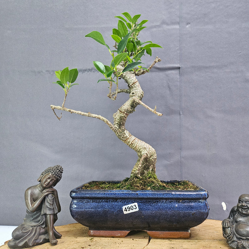 Clearance: Ficus Microcarpa (Banyan Fig) Indoor Bonsai Tree | Shaped | In 20cm Pot