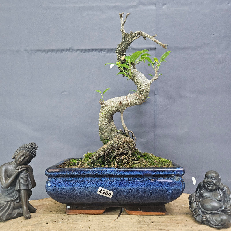 Clearance: Ficus Microcarpa (Banyan Fig) Indoor Bonsai Tree | Shaped | In 20cm Pot