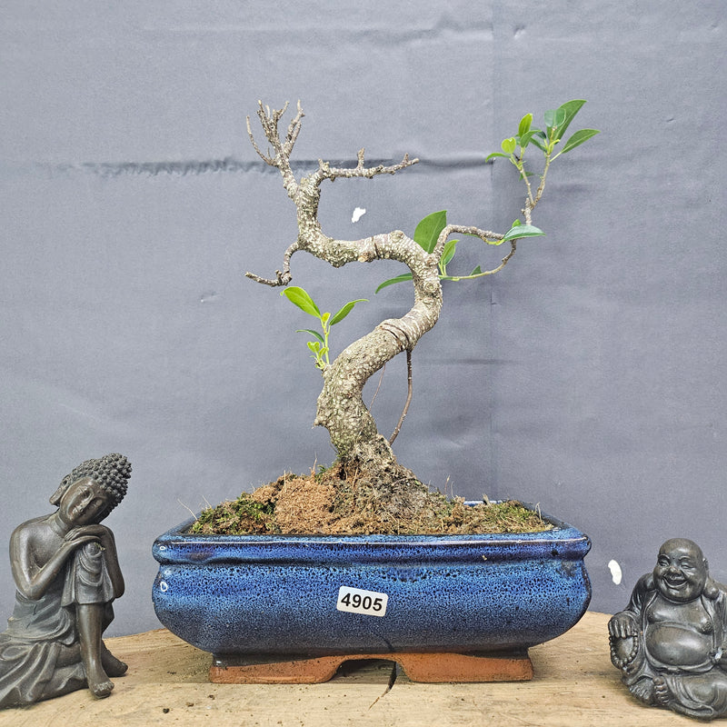 Clearance: Ficus Microcarpa (Banyan Fig) Indoor Bonsai Tree | Shaped | In 20cm Pot