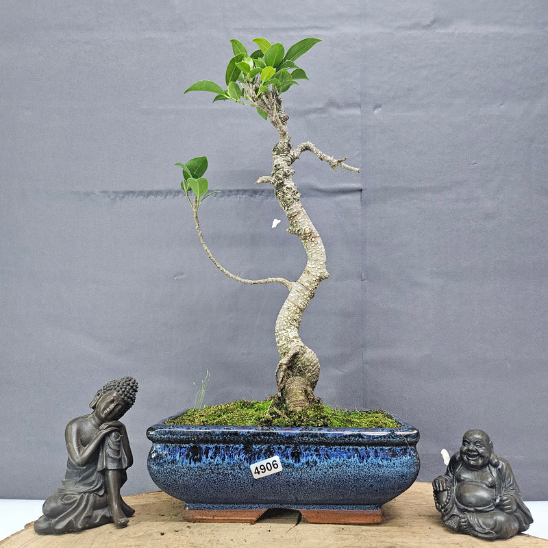 Clearance: Ficus Microcarpa (Banyan Fig) Indoor Bonsai Tree | Shaped | In 20cm Pot