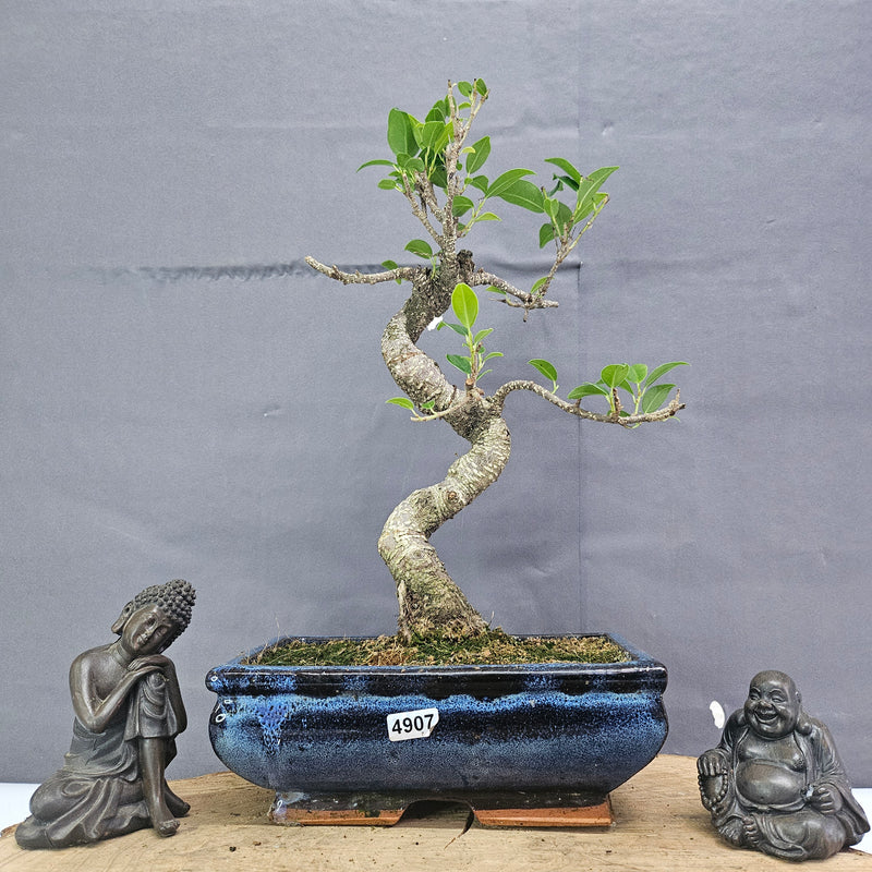 Clearance: Ficus Microcarpa (Banyan Fig) Indoor Bonsai Tree | Shaped | In 20cm Pot