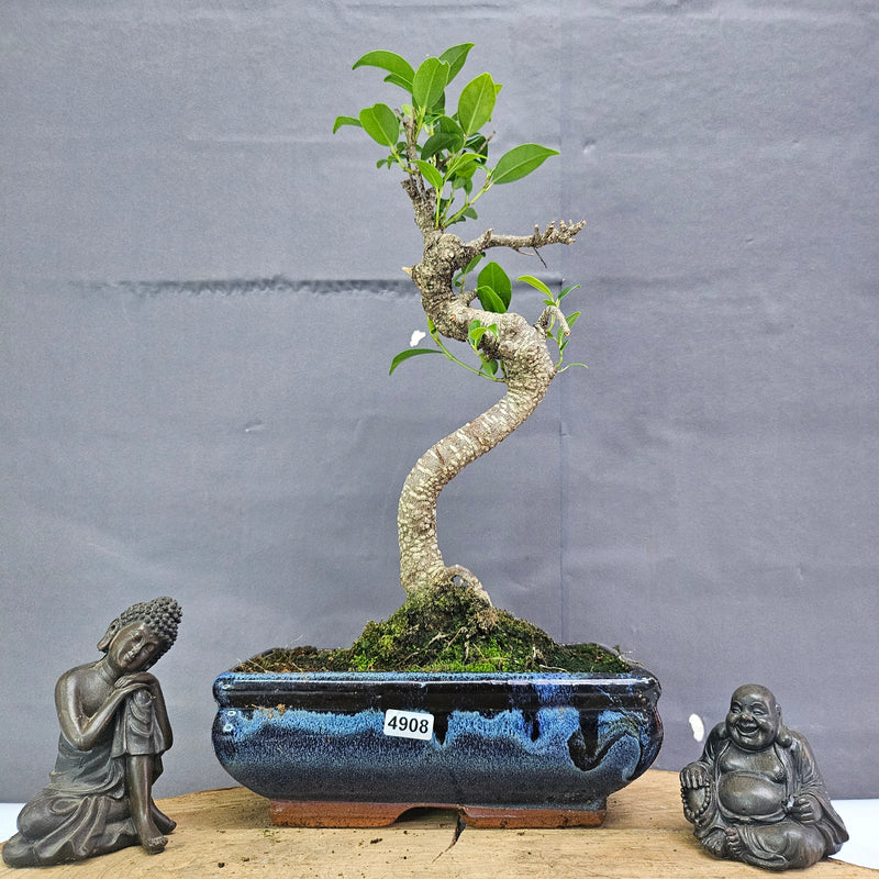 Clearance: Ficus Microcarpa (Banyan Fig) Indoor Bonsai Tree | Shaped | In 20cm Pot