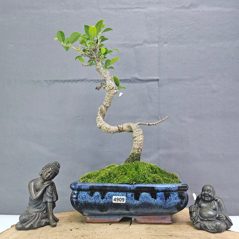 Clearance: Ficus Microcarpa (Banyan Fig) Indoor Bonsai Tree | Shaped | In 20cm Pot