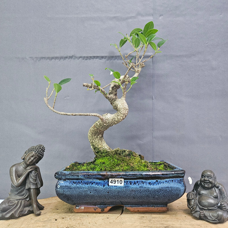 Clearance: Ficus Microcarpa (Banyan Fig) Indoor Bonsai Tree | Shaped | In 20cm Pot